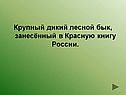 Крупный дикий лесной бык, занесённый в Красную книгу России