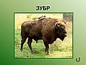 Зубр
