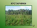 Кустарники