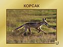 Корсак