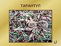 Тарантул