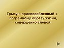 Грызун, приспособленный к подземному образу жизни, совершенно слепой