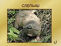 Слепыш