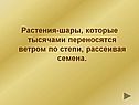 Растения-шары, которые тысячами переносятся ветром по степи