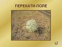 Перекати-поле