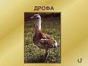 Дрофа
