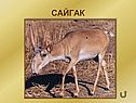 Сайгак