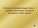 Степной дикорастущий злак с узкими листьями
