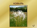 Ковыль