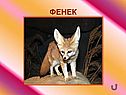 Фенек