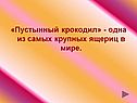 «Пустынный крокодил» - одна из самых крупных ящериц в мире