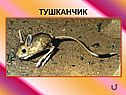 Тушканчик