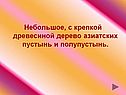 Дерево азиатских пустынь и полупустынь
