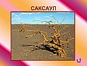 Саксаул