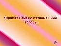 Ядовитая змея с пятнами ниже головы