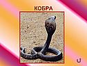Кобра