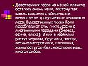 Девственных лесов на нашей планете осталось очень мало