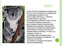 Коала