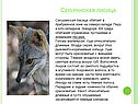 Секуранская лисица