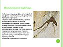 Мальтийская ящерица
