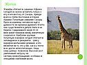 Жираф