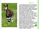 Окапи