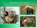 Животный мир тайги