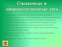 Смешанные и широколиственные леса
