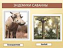 Эндемики саванны