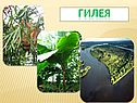 Гилея