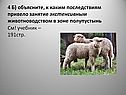 Занятие экстенсивным животноводством