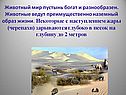 Животный мир пустынь богат и разнообразен