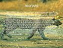 Леопард
