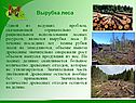 Вырубка леса