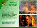 Лесные пожары