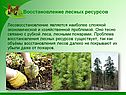 Восстановление лесных ресурсов