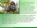 Этот обширный «ожог» частично «залечит» сама природа – в наших местах