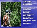 Лесные ресурсы занимают более 