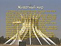 Животный мир