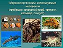 Морские организмы, используемые человеком (гребешки, кокосовый краб,