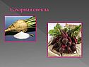 Сельское хозяйство и агропромышленный комплекс