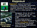 Кедровый
