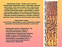 Каштановые почвы