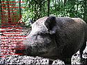 Животный мир сочетает представителей широколиственных лесов, тайги и