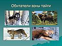 Тайга