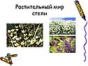 Растительный мир степи