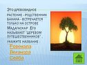 Ровенала Леканора Сейба