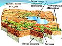Тундра 8 класс