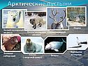 Тундра 8 класс