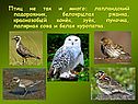 Тундра география